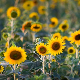 Girasol - Helianthus annuus - Semillas ricas en nutrientes con atractivo decorativo - Semillas frescas