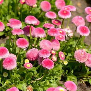 Насіння рожевих англійських ромашок - Bellis perennis - 690 насіння