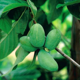 Papaw, Common pawpaw (Asimina triloba) - 5 mag - magok