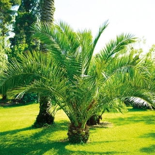 Canary Island Data Semințe de palmier - Phoenix canariensis - 5 semințe