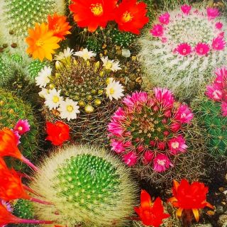 Vortekaktus - mix - 50 frø - Mammillaria