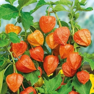 Talvi kirsikka, virtsarakon siemenet - Physalis alkekengi - 165 siemeniä - Physalis alkekengi var. Franchetti