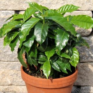 Arabica Coffee, Arabian siementen kahvapuut - Coffea arabica - 8 siementä - siemenet