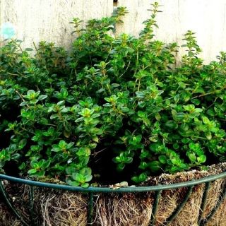 Kerti kakukkfű - Thymus vulgaris - Gyógyító gyógynövények paradicsoma – ínyencek kedvence - Friss vetőmagok