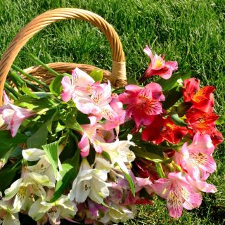 Peruvian Lily seeds - Alstroemeria Aurantiaca - 5 seeds
