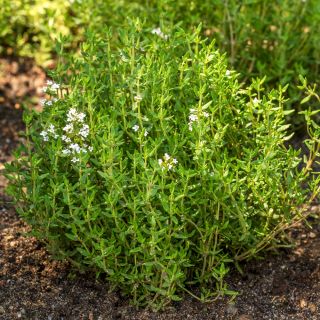 Kerti kakukkfű - Thymus vulgaris - Gyógyító gyógynövények paradicsoma – ínyencek kedvence - Friss vetőmagok