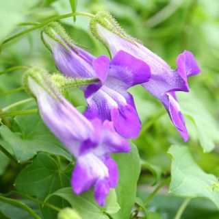 Twining Snapdragon frø - Asarina skandiner - 10 frø - Asarina scandens