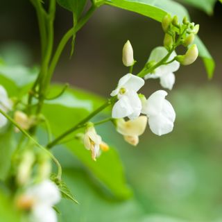 Scarlet Runner Bean - Phaseolus coccineus - Decorative Vibrant 3-Meter Climbing Blooms - Fresh Seeds