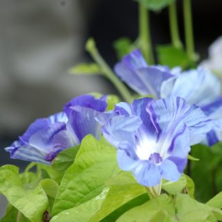 Prunkwinde Arlequin (gemischte) Samen - Ipomea purpurea - 35 Samen