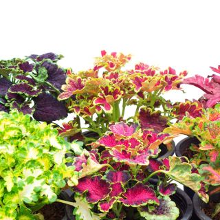 Flame Semená žihľavy - Coleus blumei - 66 semien - Plectranthus scutellarioides