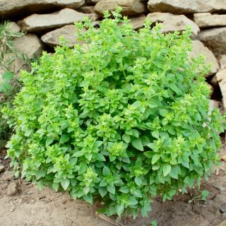 Basilic Romain Nain - Ocimum basilicum var minimum - 1300 graines - Minette