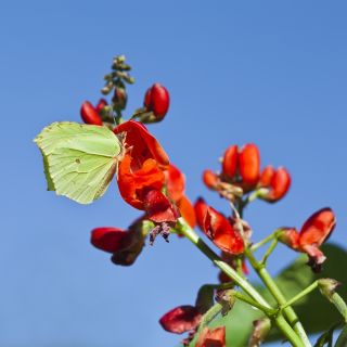 Scarlet Runner Bean - Phaseolus coccineus - Decorative Vibrant 3-Meter Climbing Blooms - Fresh Seeds