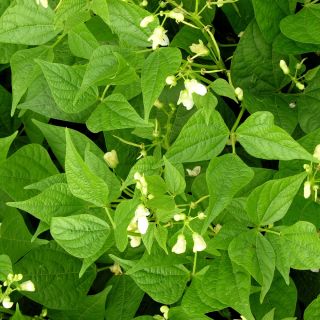 Scarlet Runner Bean - Phaseolus coccineus - Decorative Vibrant 3-Meter Climbing Blooms - Fresh Seeds