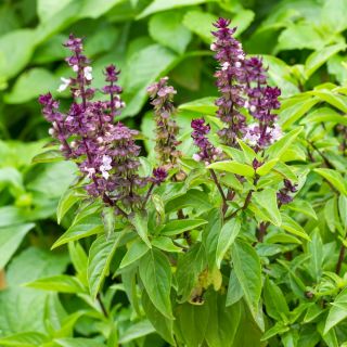 Basilika - Blue Spice - 650 frön - Ocimum basilicum