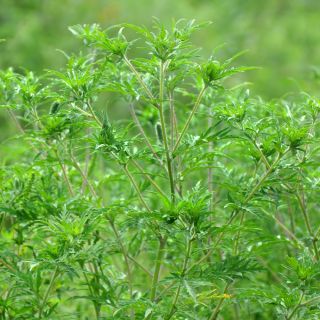 Semi di Goosefoot della quercia di Gerusalemme - Ambrosia mexicana