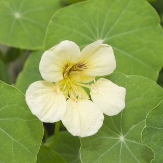 Nasturtium Natt- och dagfrö - Tropaeolum majus nanum - 16 frön - Tropaeolum majus nanum ‘Night&Day'
