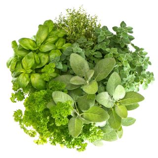 Herb Garden selama bertahun-tahun - Ramuan campuran -  - biji