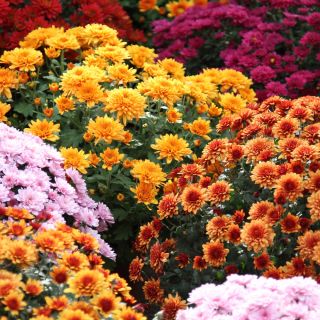 Chrysanthemum Fanfare Verbesserte Samen - Chrysanthemum x koreanum - 