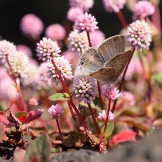 Pink Knotweed, semi di Knotweed giapponesi - Polygonum capitatum - 100 semi