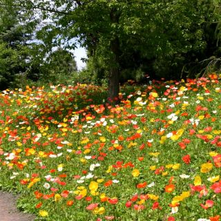 Izlandi mák - 3750 magok - Papaver nudicaule