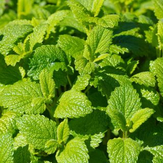 Mélisse officinale - Limonella - 1000 graines - Melissa officinalis