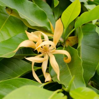 Biji Champak - Magnolia champaca - 15 biji - Michelia Champaca