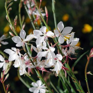 Gaura Sparkle Biele semená - Gaura lindheimeri - 30 semien