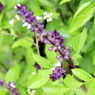 Basilika - Blue Spice - 650 frön - Ocimum basilicum