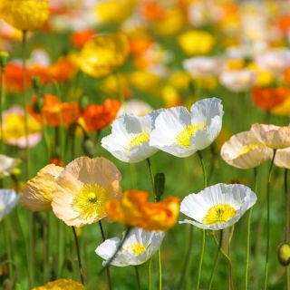 Izlandi mák - 3750 magok - Papaver nudicaule