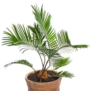 Canary Island Data Semințe de palmier - Phoenix canariensis - 5 semințe
