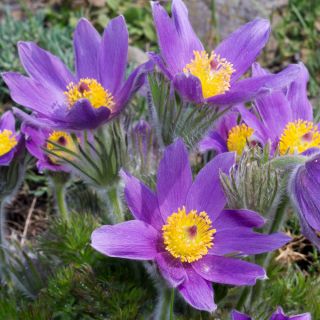 Deditel - amestec de culori - Pulsatilla vulgaris - Ideal pentru paturi perene și grădini de rocă - Semințe proaspete