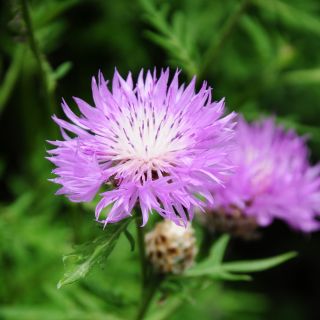 Centaurea americana - Centaurea americana - Flores llamativas para ramos cortados - Semillas frescas