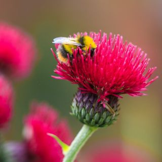 Tistelsläktet - 45 frön - Cirsium