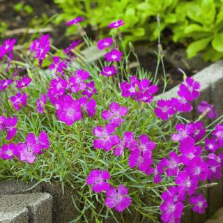 Heide-Nelke Flashing Light - Dianthus deltodies - 330 Samen