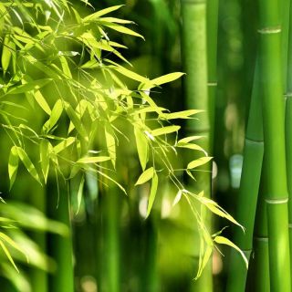 黄色の溝の種 -  Phyllostachys aureosulcata - Phyllostachys pubescens - シーズ