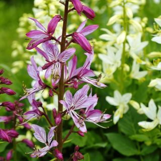 Diptam, Brennender Busch - Dictamnus fraxinella - 10 Samen -  