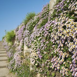 Biji Fleabane Mexico - Erigeron karvinskianus - 390 biji - benih