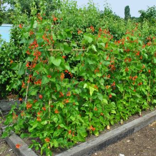Scarlet Runner Bean, Multiflora Bean mix frön - Phaseolus coccineus