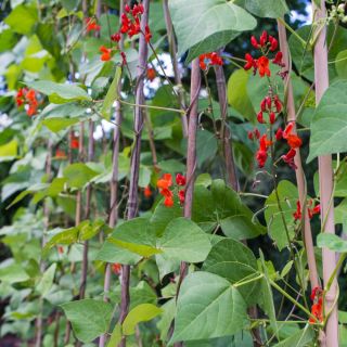 Scarlet Runner Bean, Multiflora Bean mix frön - Phaseolus coccineus