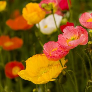 Izlandi mák - 3750 magok - Papaver nudicaule
