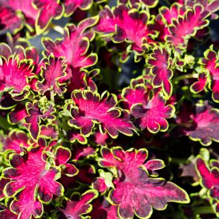 Flame Semená žihľavy - Coleus blumei - 66 semien - Plectranthus scutellarioides