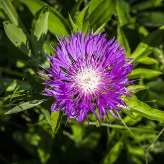 Persian Cornflower - Centaurea dealbata - Vibrant Bee Magnet, Perfect for Borders - Fresh Seeds