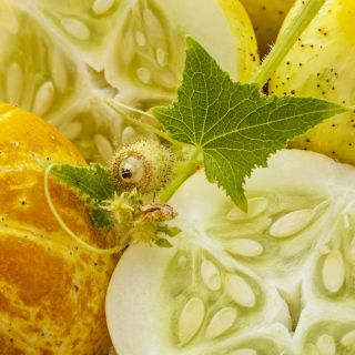 Lămâie Semințe de castravete - Cucumis sativus - Cucumis sativus ‘Citron'