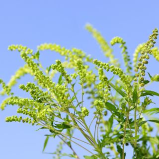 Semi di Goosefoot della quercia di Gerusalemme - Ambrosia mexicana
