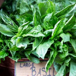 Albahaca Hoja de Lechuga - Ocimum basilicum - Hojas aromáticas grandes y frescas para ensaladas - Semillas frescas