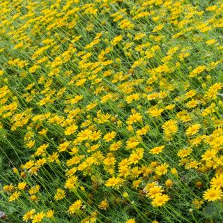 Dahlberg Daisy, Biji Golden Fleece - Thymophylla filifera - 1500 biji - Thymophylla  - benih