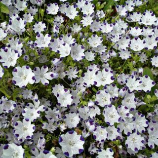Sementes de Cinco Pontos - Nemophila maculata - 200 sementes