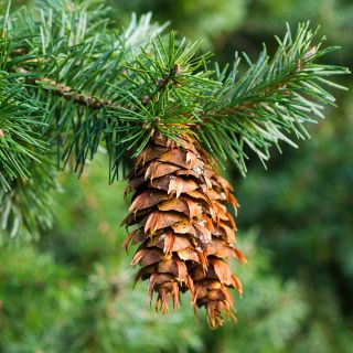Douglas Fir, semillas de pino de Oregon - Pseudotsuga - 20 semillas - Pseudotsuga glauca