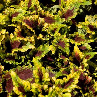 Flame Semená žihľavy - Coleus blumei - 66 semien - Plectranthus scutellarioides