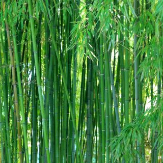 黄色の溝の種 -  Phyllostachys aureosulcata - Phyllostachys pubescens - シーズ